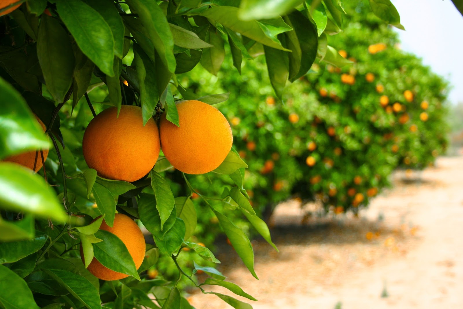 champ-d-orangers-dar-el-lamma-la-maison-d-h-te